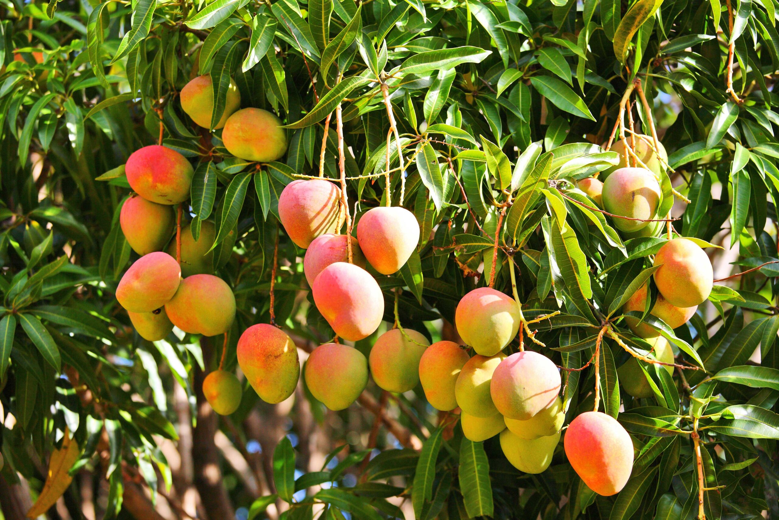Florida Mango Tree