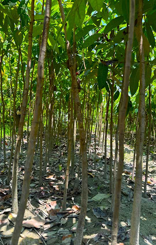 Mango-Trees-Nursery-Florida-540x850_1642618889 Florida Nursery with Mango Trees for Sale