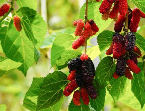 Mulberry Trees