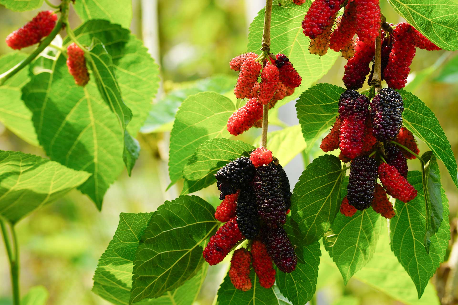 Mulberry Garden Fruit Tree