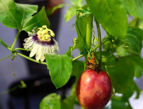 Passion Fruit