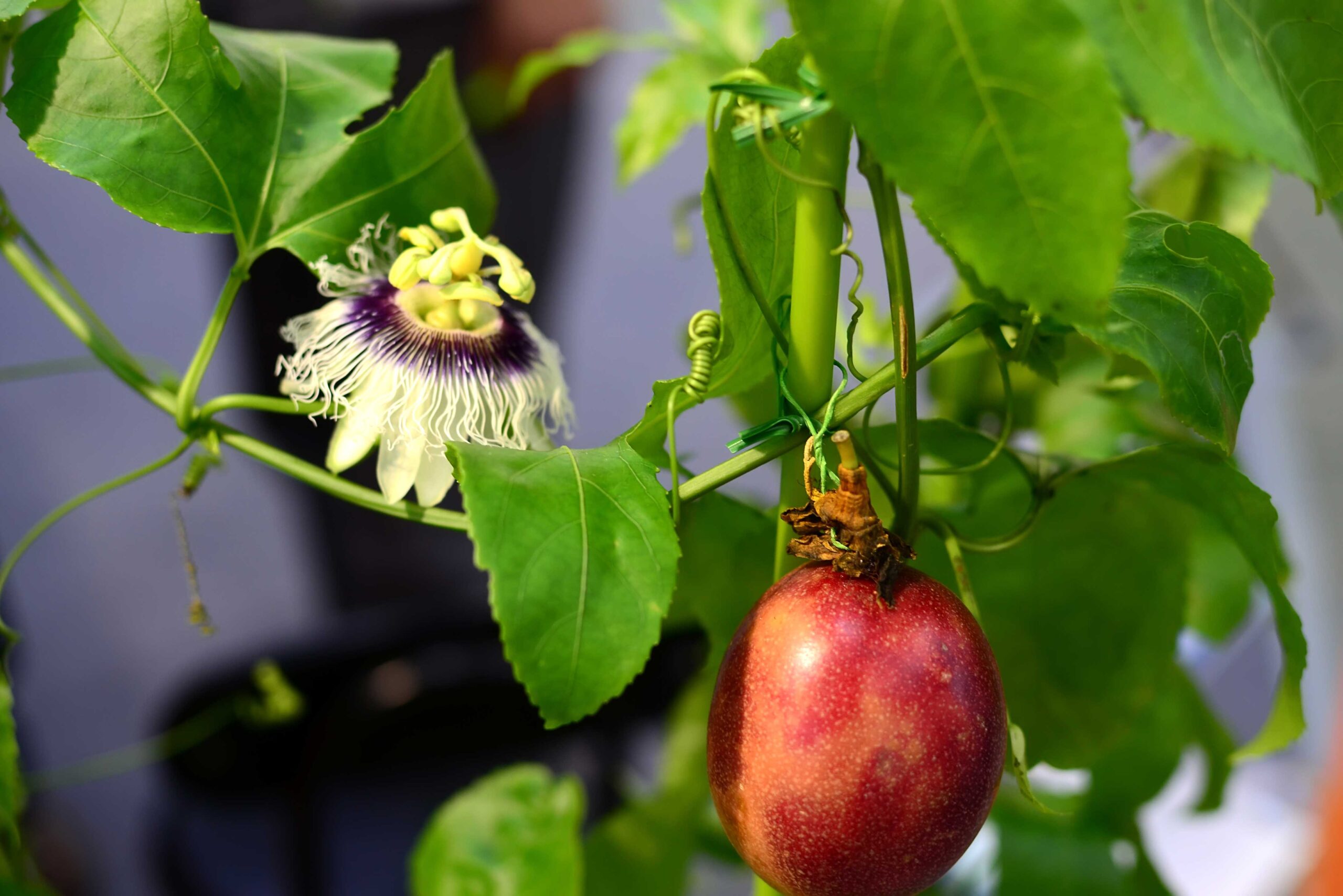 Passion flower and fruit tree