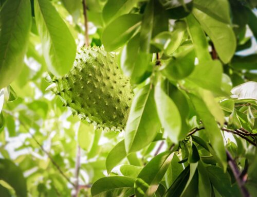 Soursop