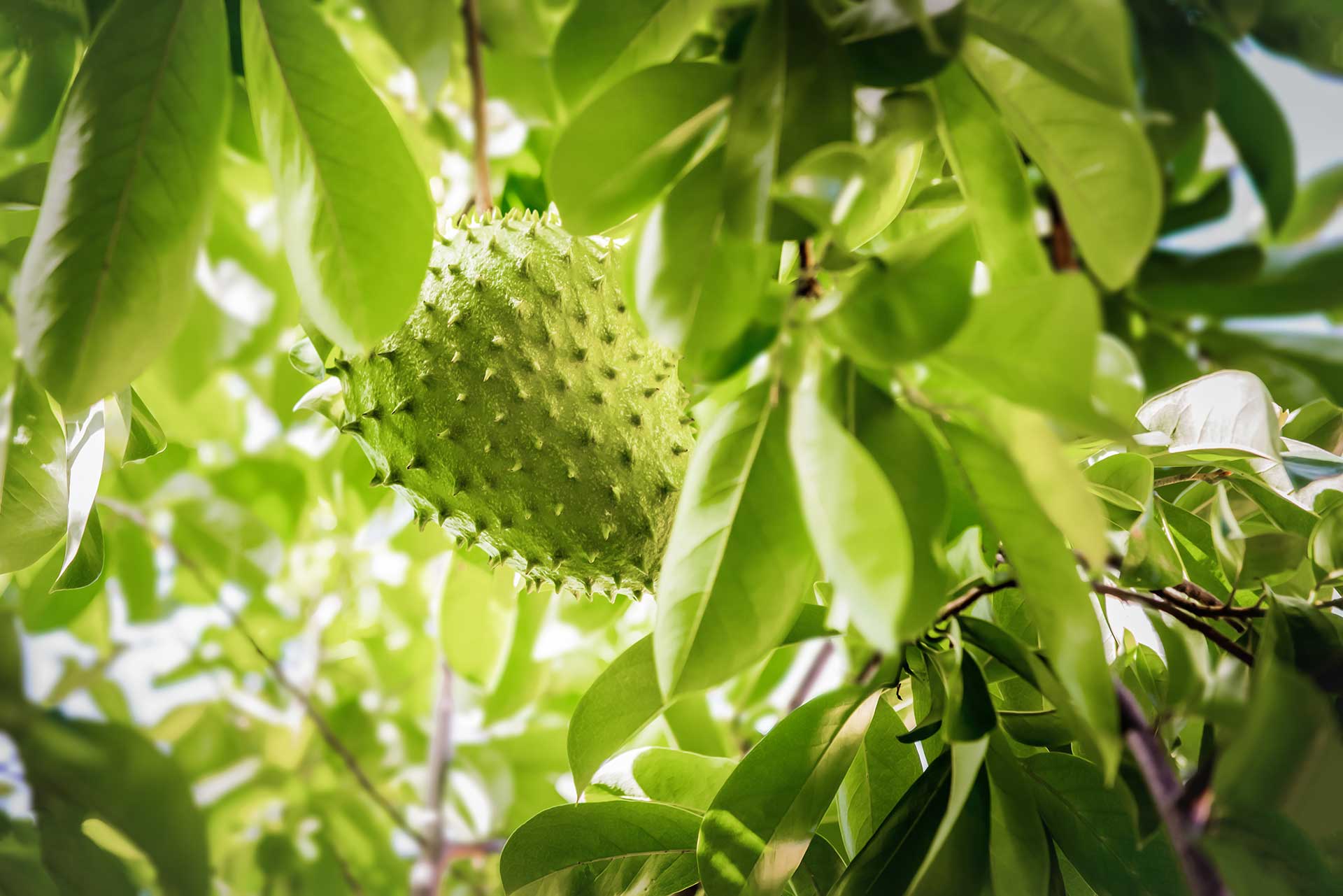 Soursop aka Guanábana or Graviola