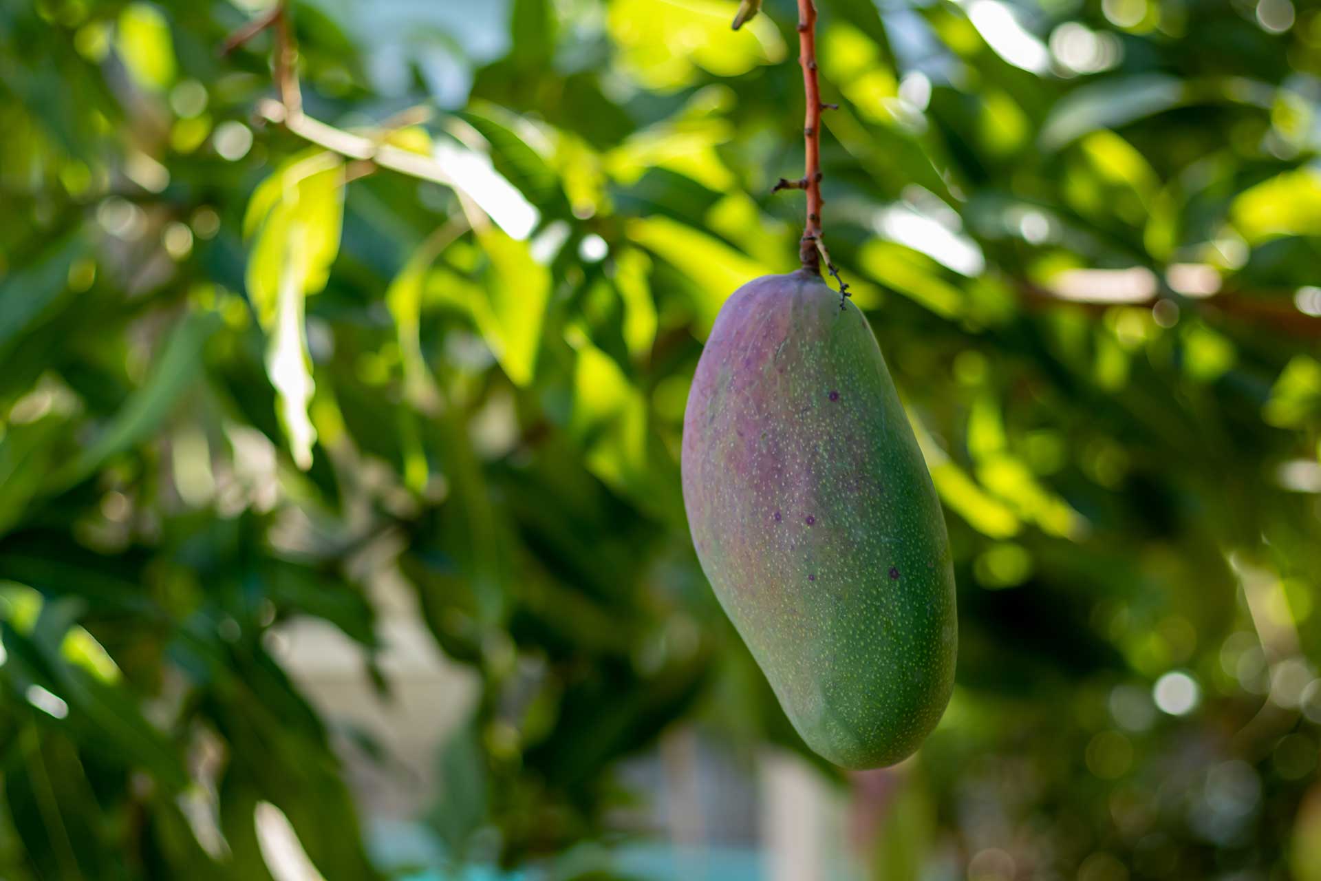 Valencia Pride Mango Tree in Florida