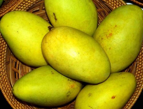 Orange Sherbet Mango