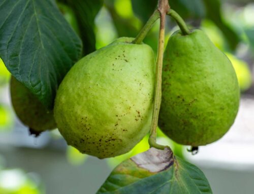 Asian Guava