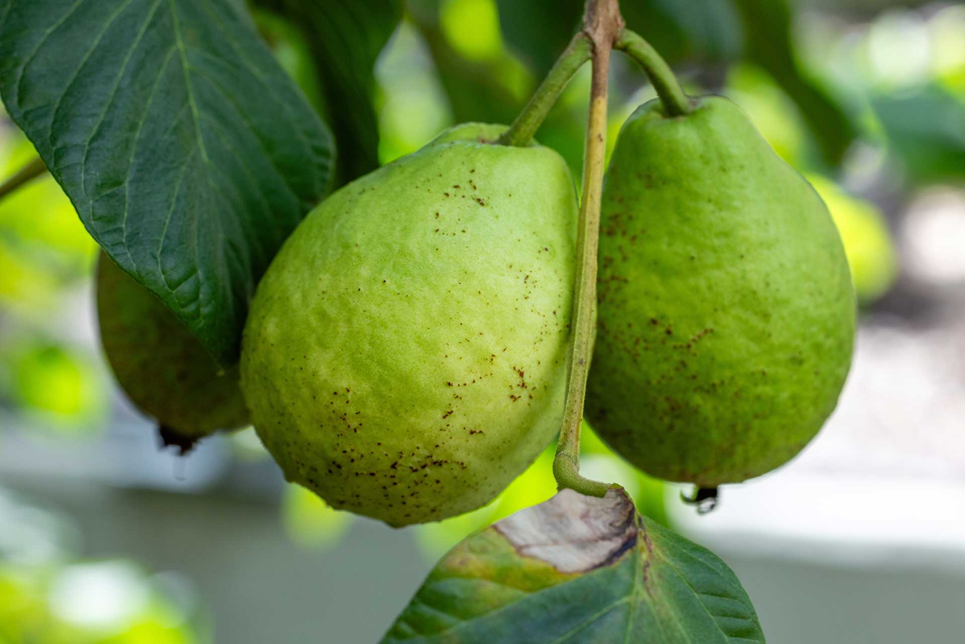 Asian Guava