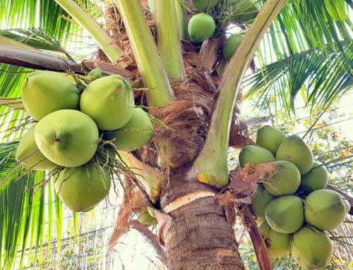 Coconut Palm