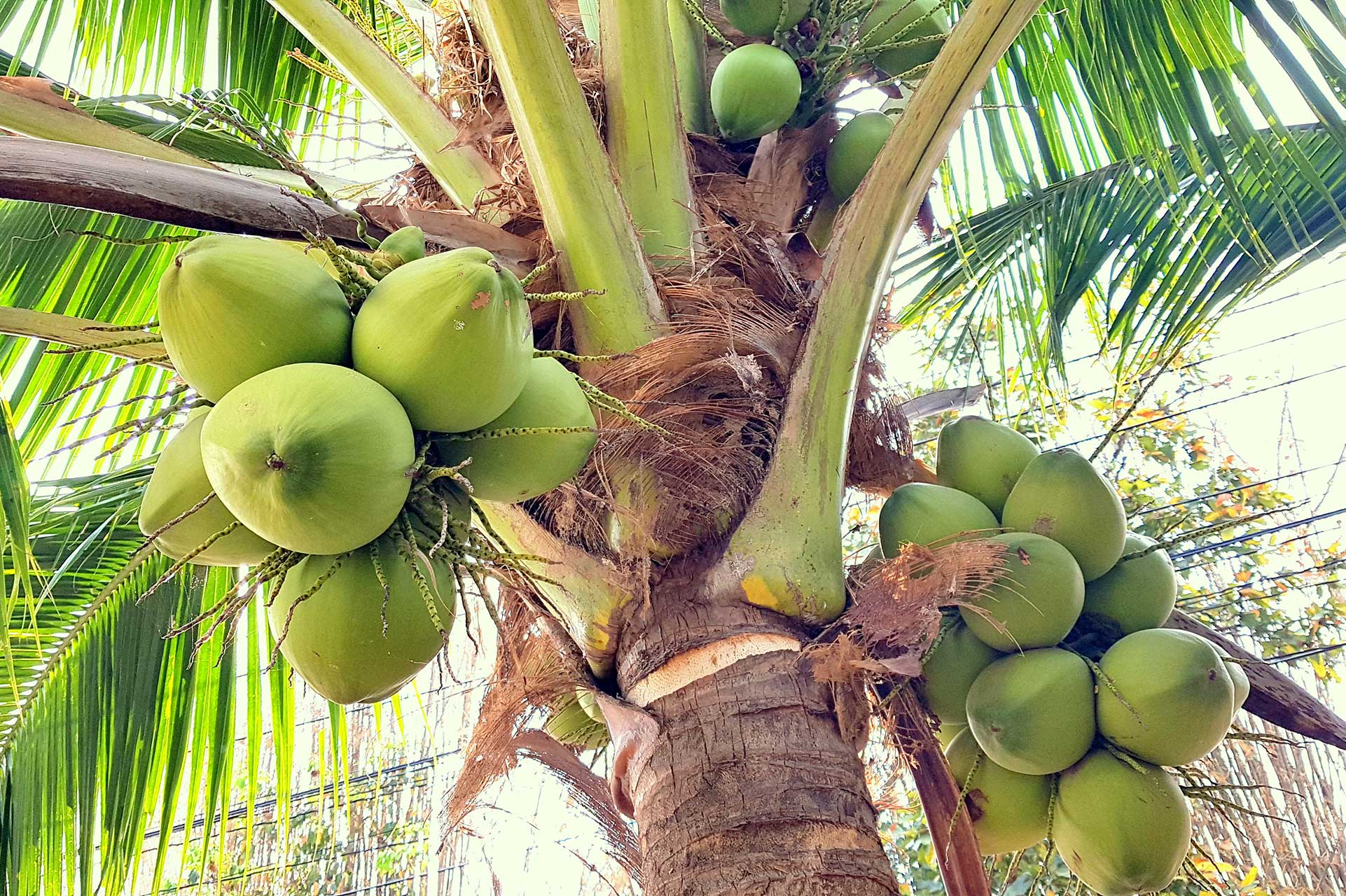 Coconut Palm
