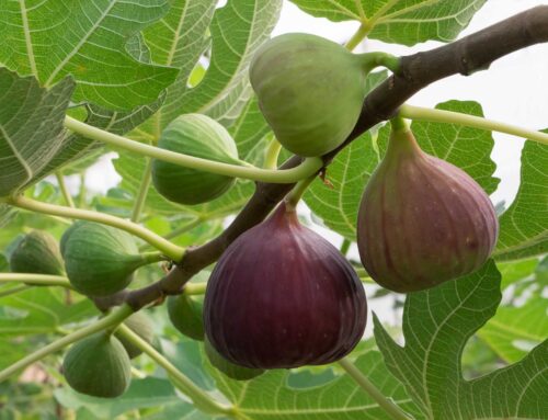 Fig