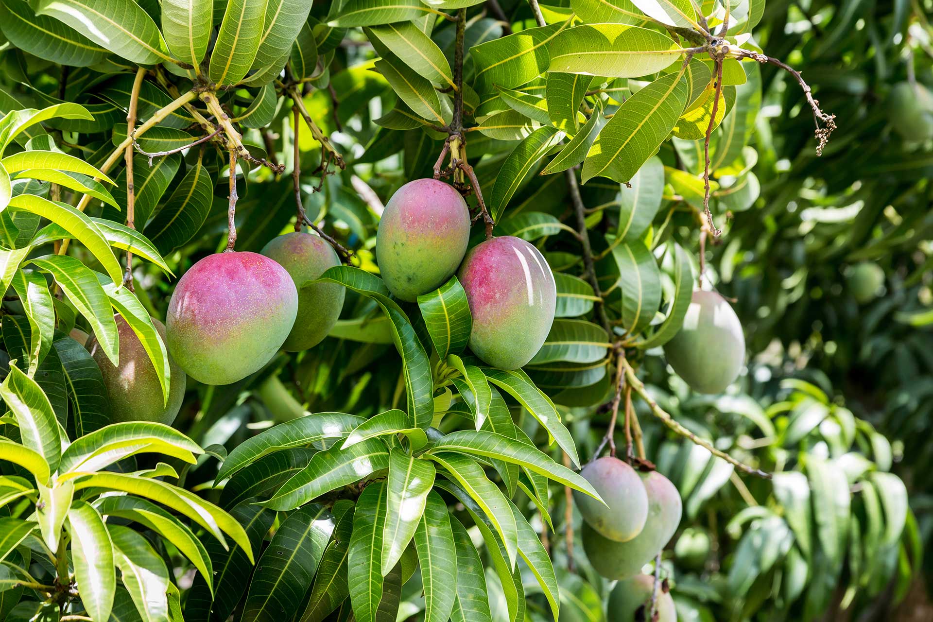 Mango Tree with Fruit