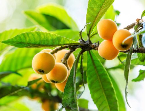 Loquat